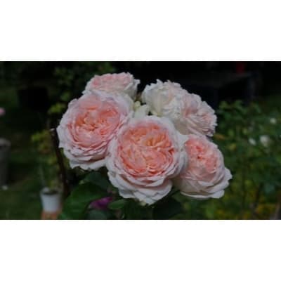 Фото 4