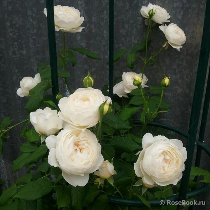 Фото 2