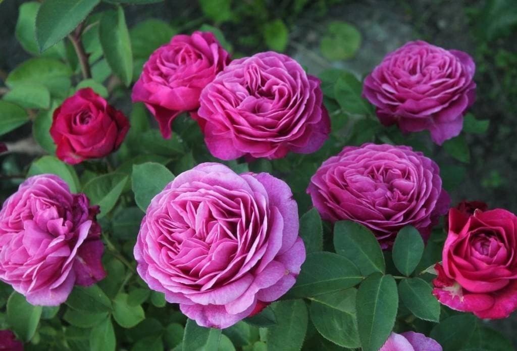 Фото 2