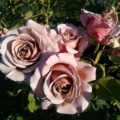 Фото 3