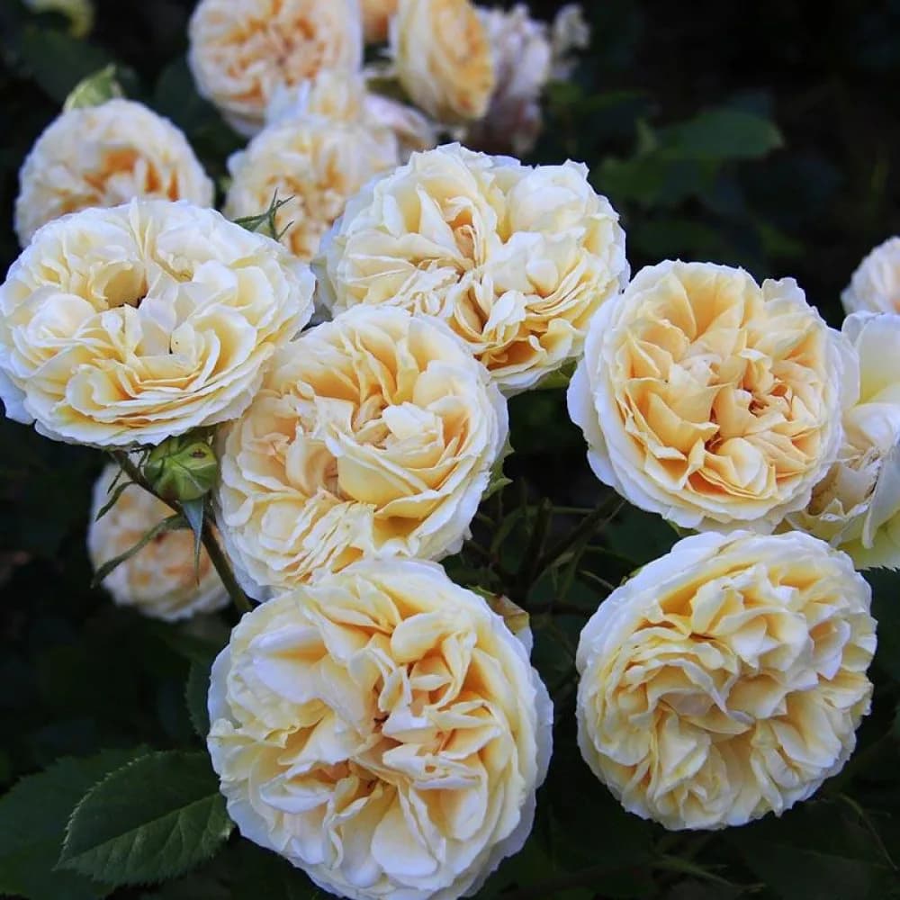 Фото 2