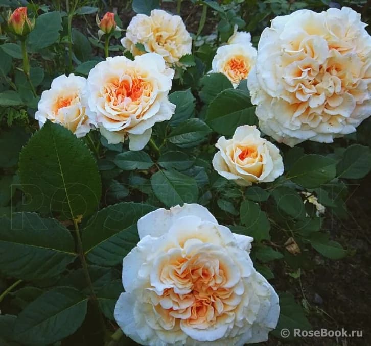 Фото 3