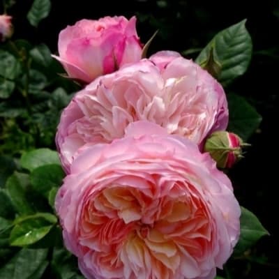 Фото 4