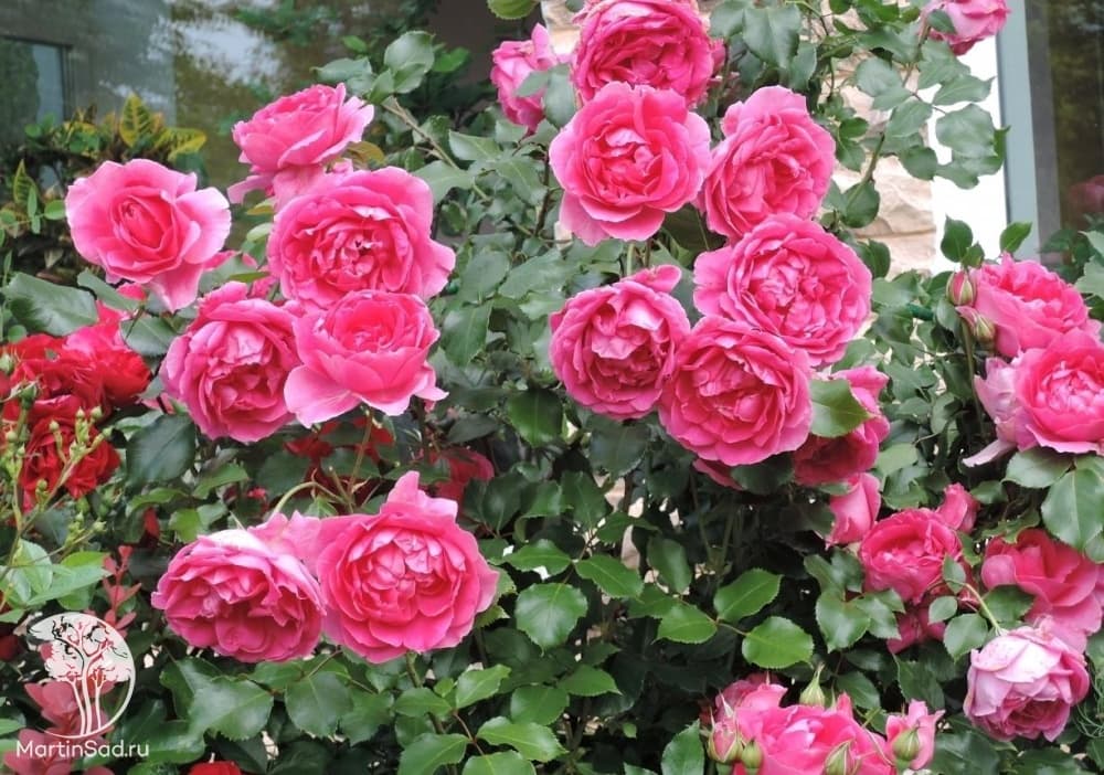 Фото 2