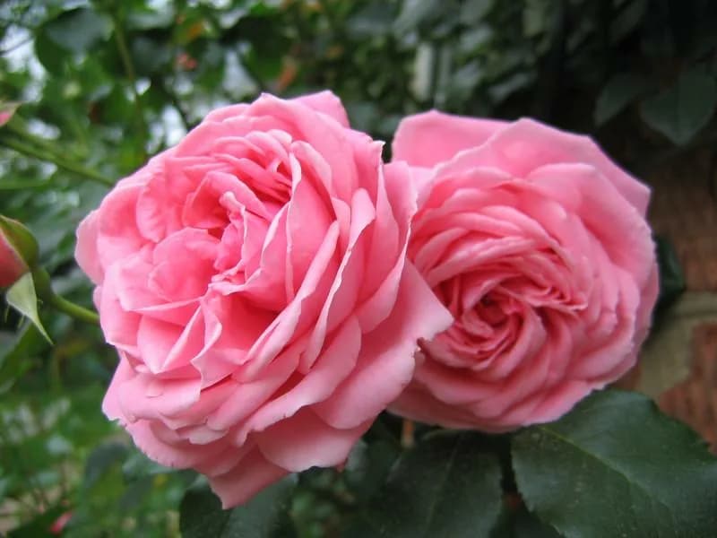 Фото 3