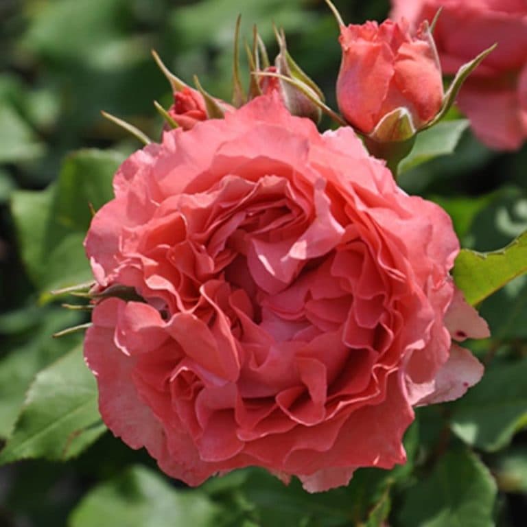 Фото 2