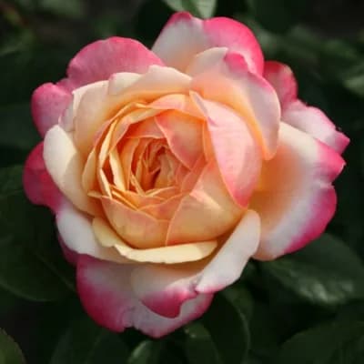 Фото 2