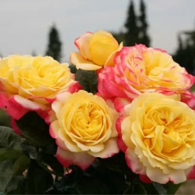 Фото 3