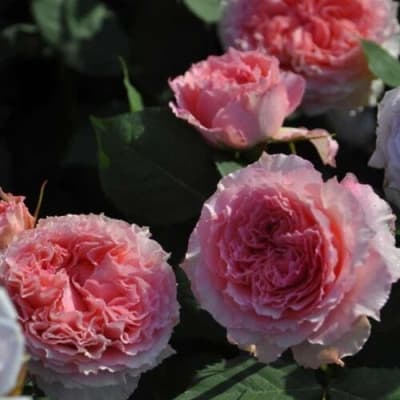 Фото 3