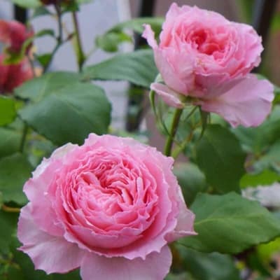 Фото 4