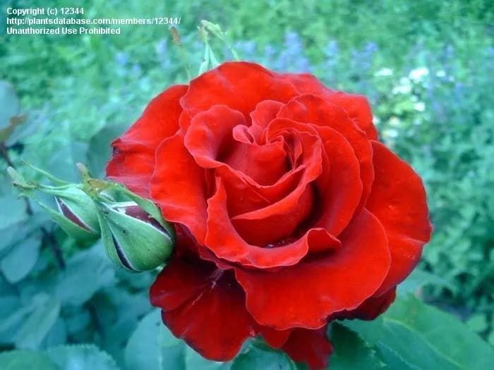 Красный Конь (Red Horse)