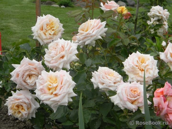 Фото 2