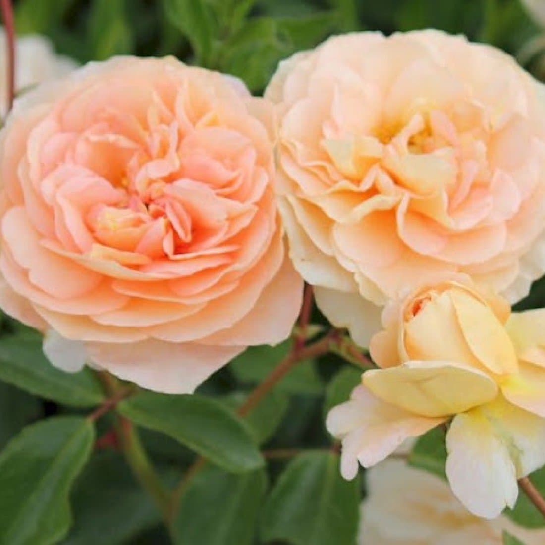 Фото 2