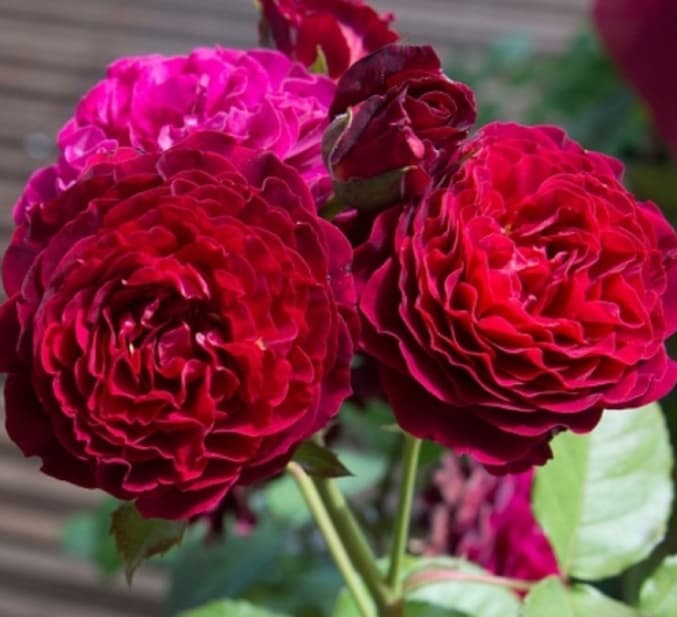 Фото 3