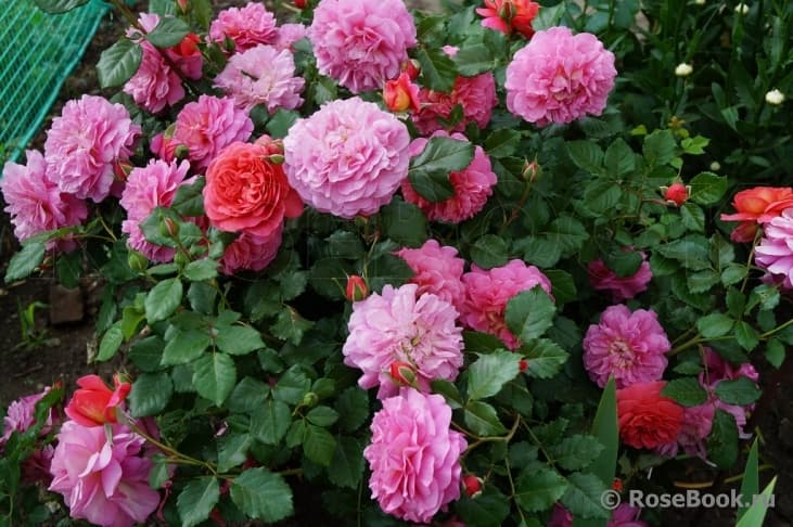 Фото 2