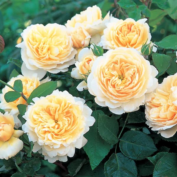 Фото 2