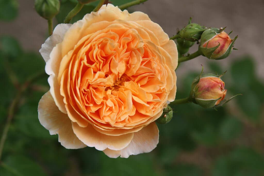 Фото 3