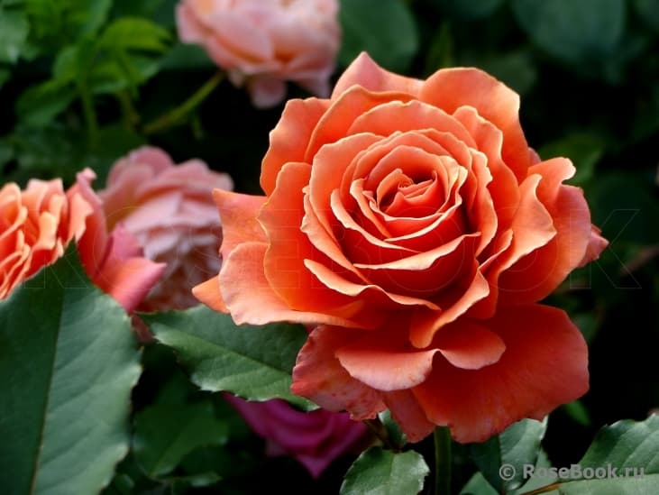 Фото 2