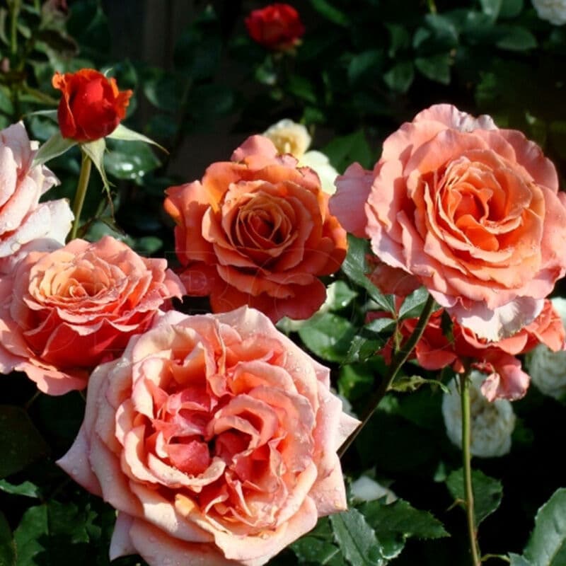 Фото 3