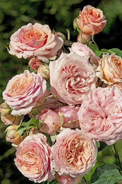 Фото 2