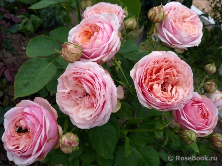 Фото 3