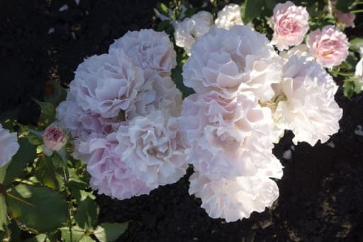Фото 2