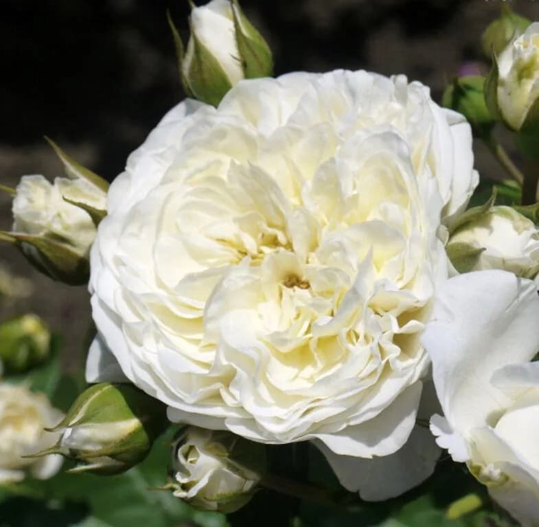 Фото 3
