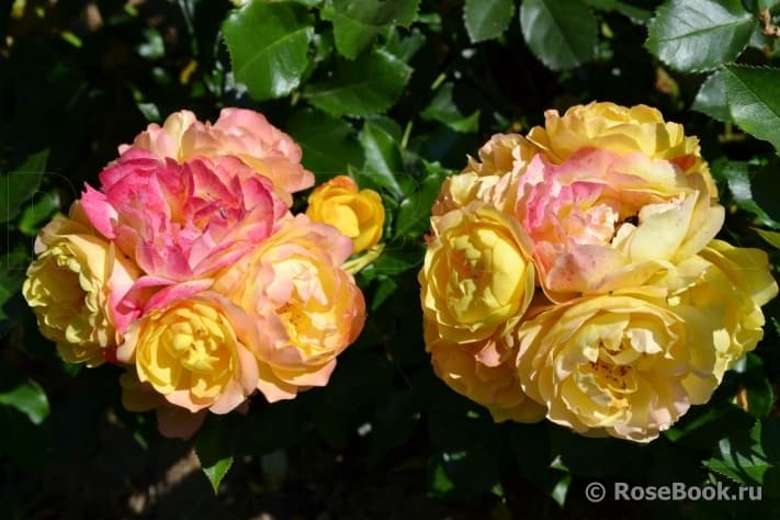 Фото 3