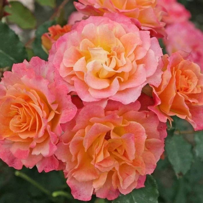 Фото 2