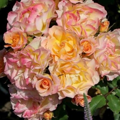 Фото 4