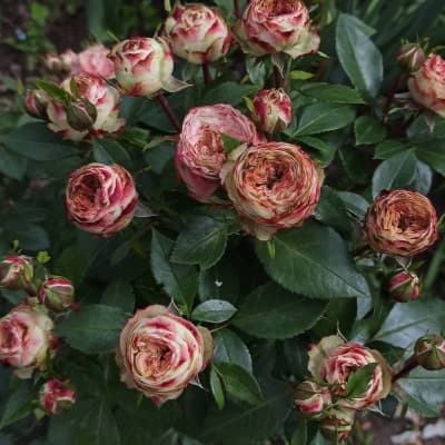 Фото 3