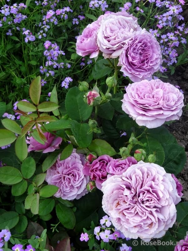 Фото 3