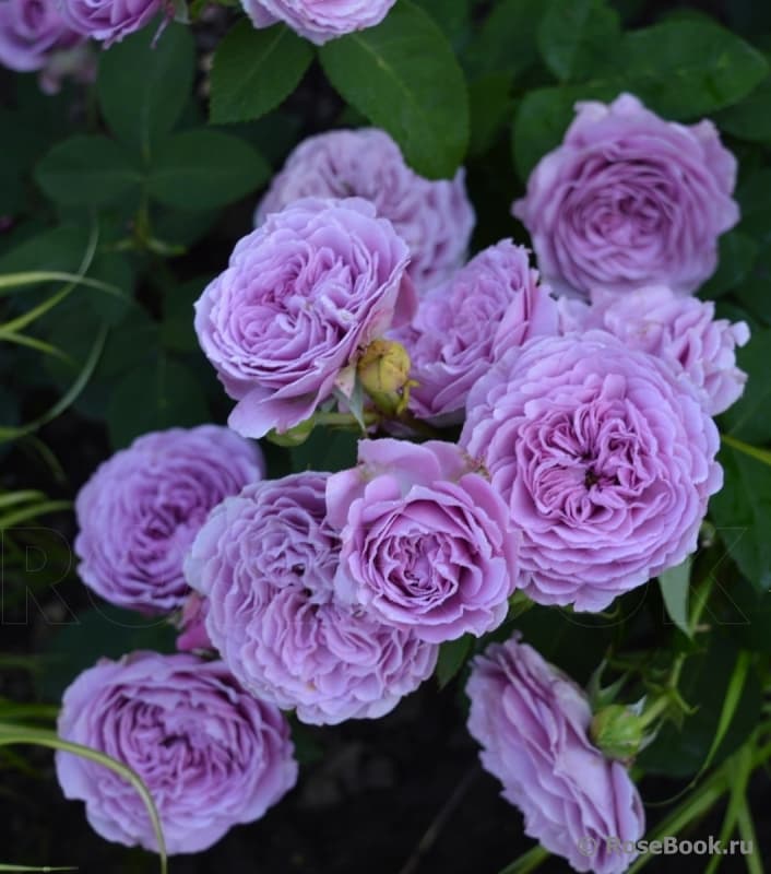 Фото 4