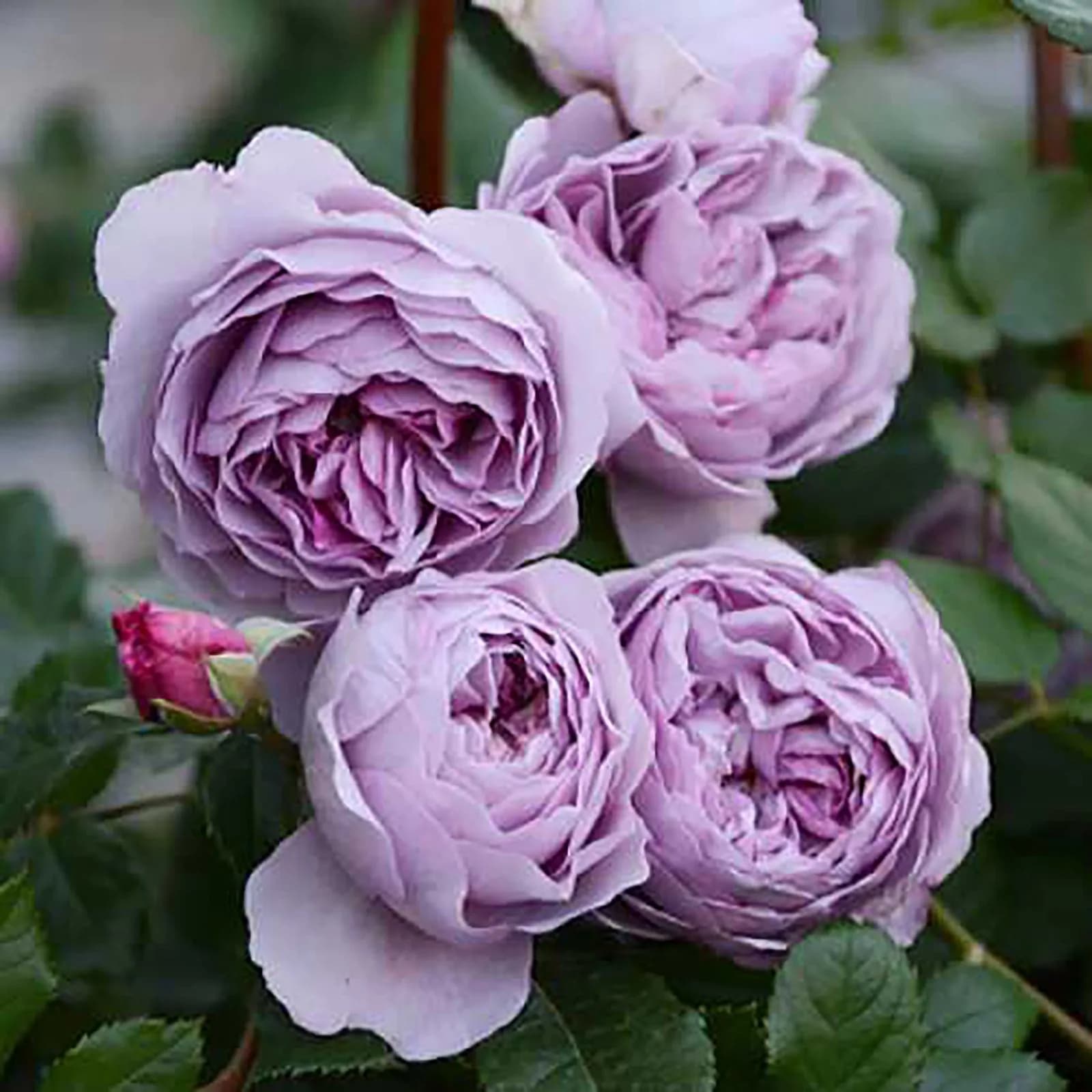 Фото 2