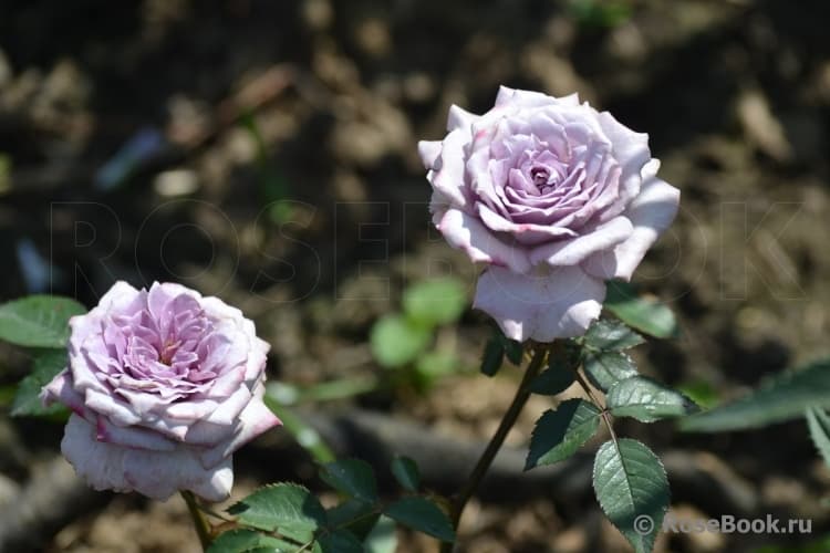 Фото 2