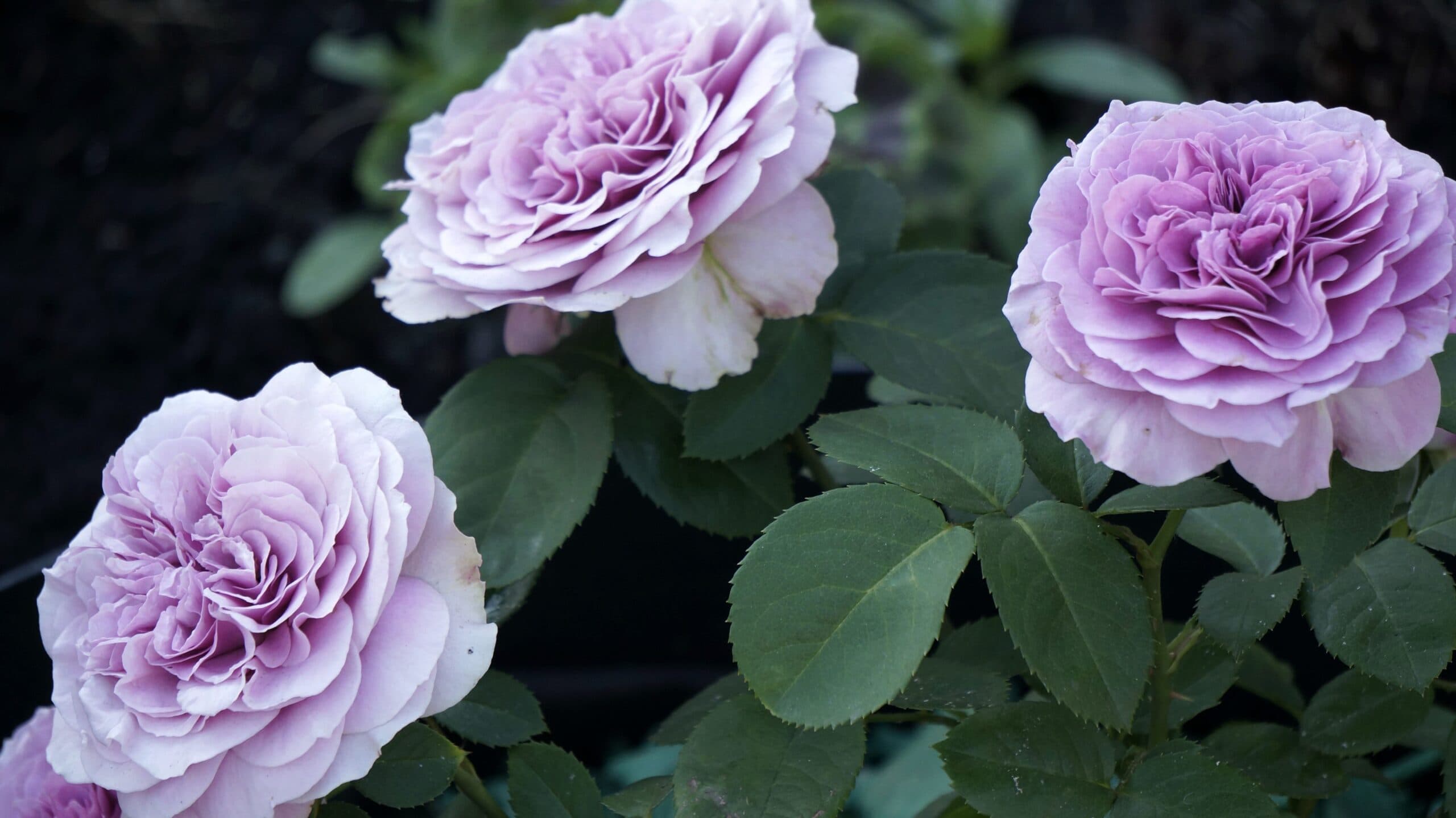 Фото 3
