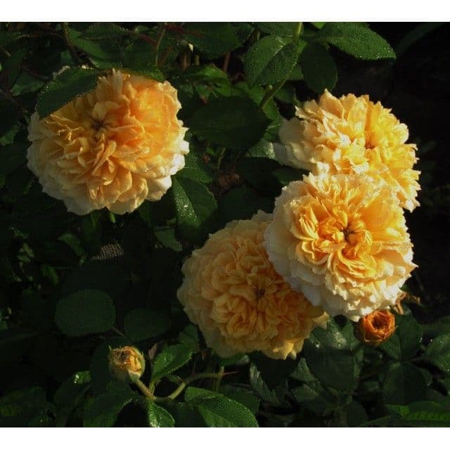 Фото 4