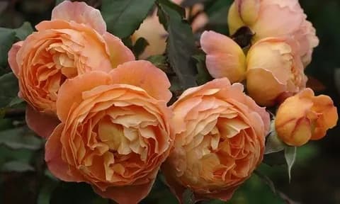 Фото 3