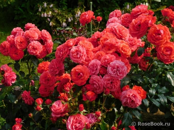 Фото 3