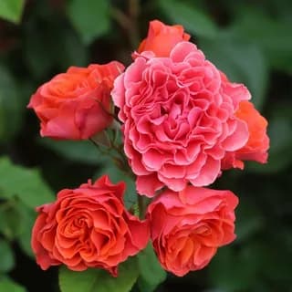 Фото 4