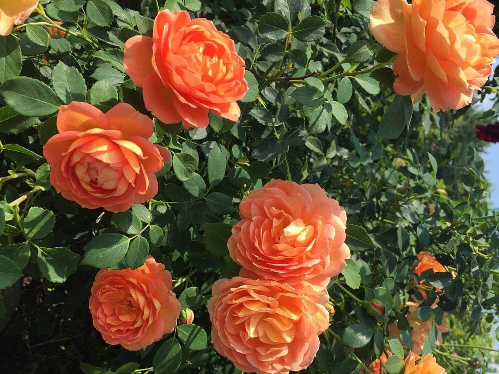 Фото 2