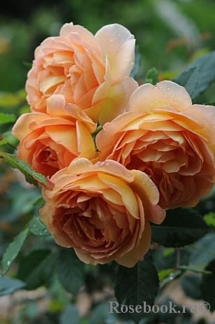 Фото 4