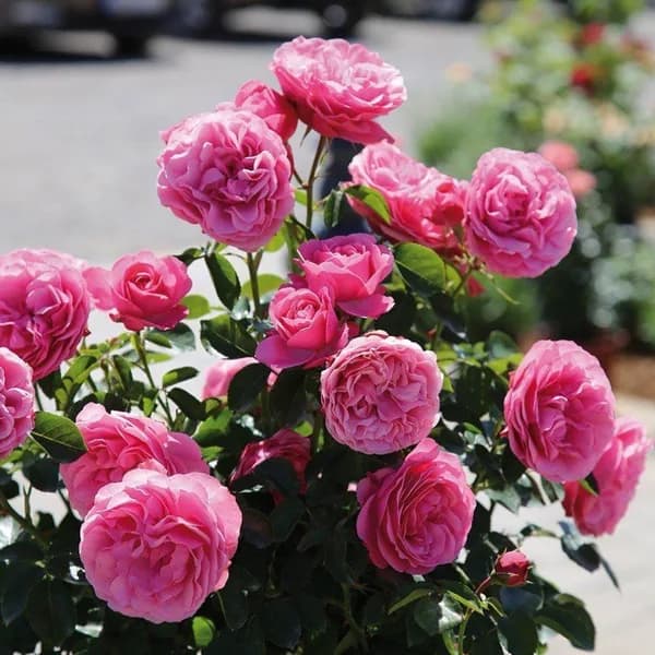 Фото 2