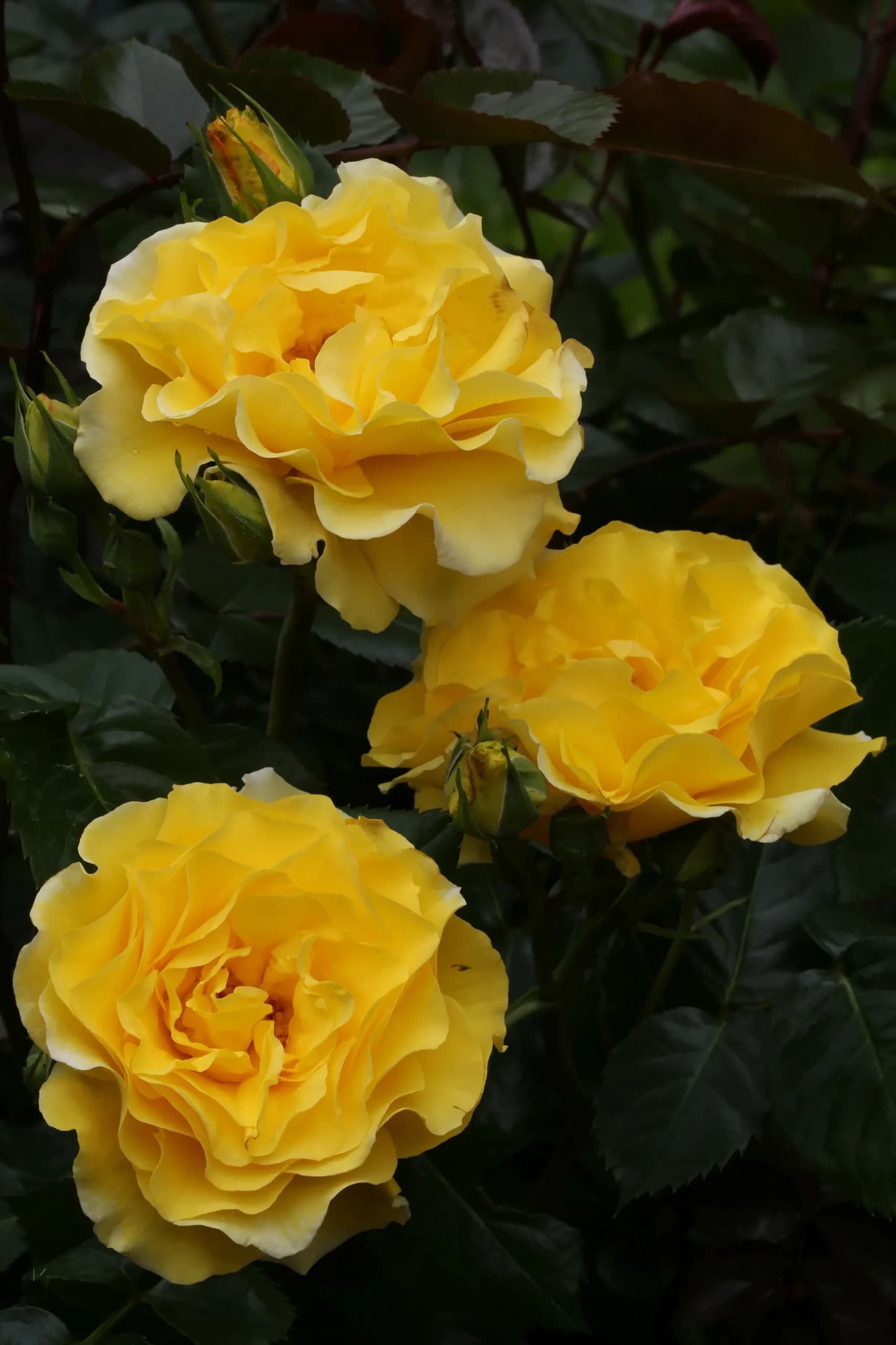 Фото 4