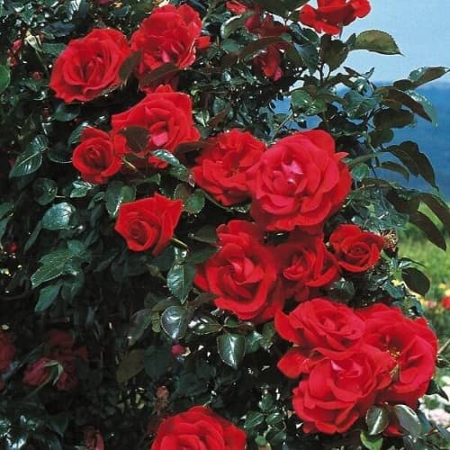 Фото 2