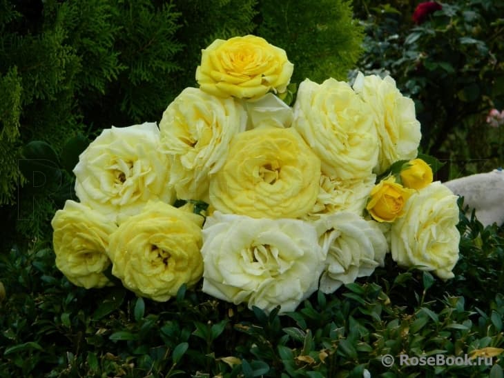 Фото 2