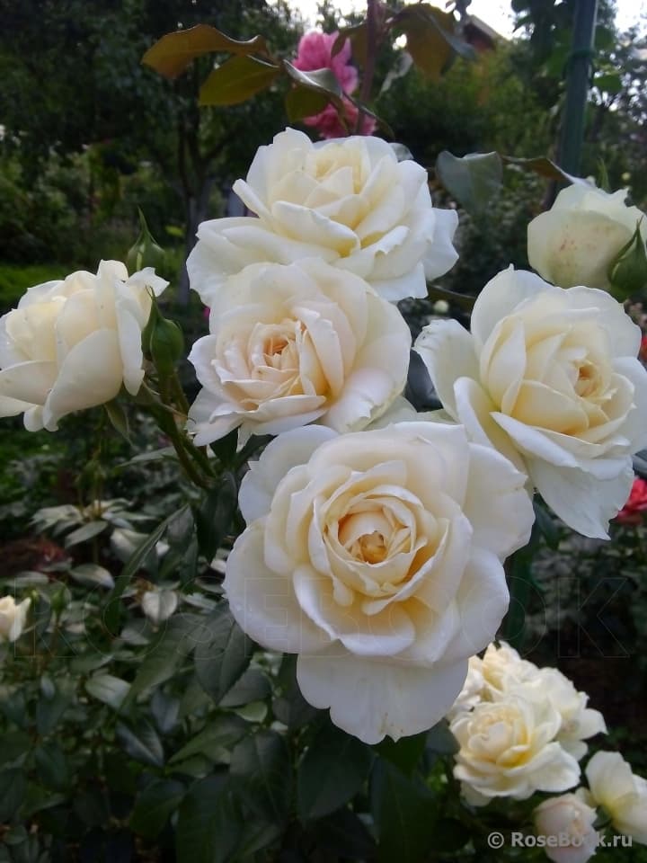 Фото 2
