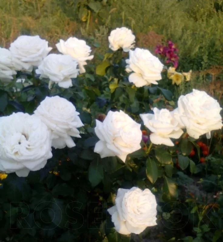 Фото 3