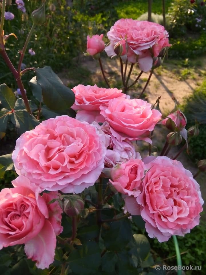 Фото 2