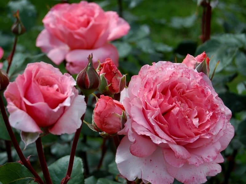 Фото 3
